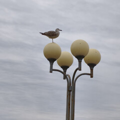 Прикольная фантастика