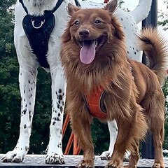 Все про собак