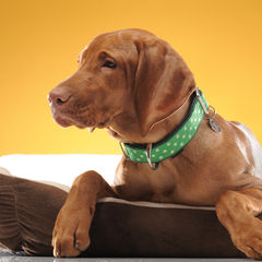 История-экономика-социология