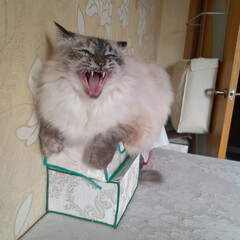 Титаник