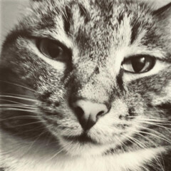 Фэнтези рус.