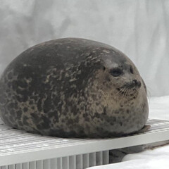 Банда тюленей:3!