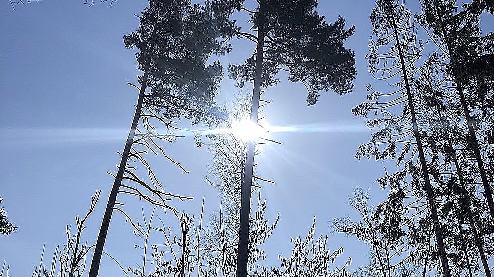 БЕЗЛИЧНЫЙ ТОП