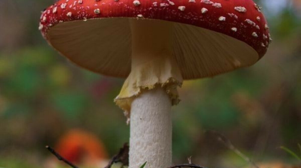 Викка и ведьмовство