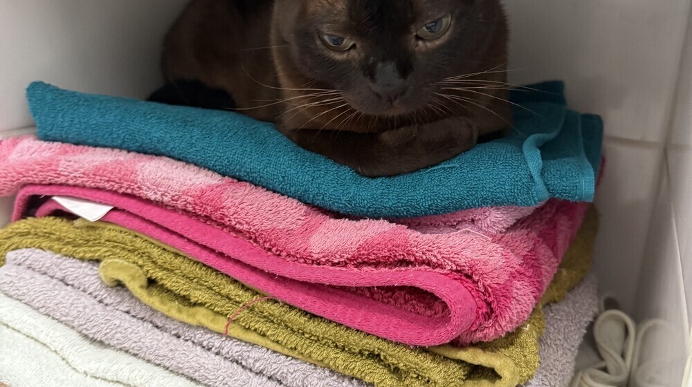 кизима зима