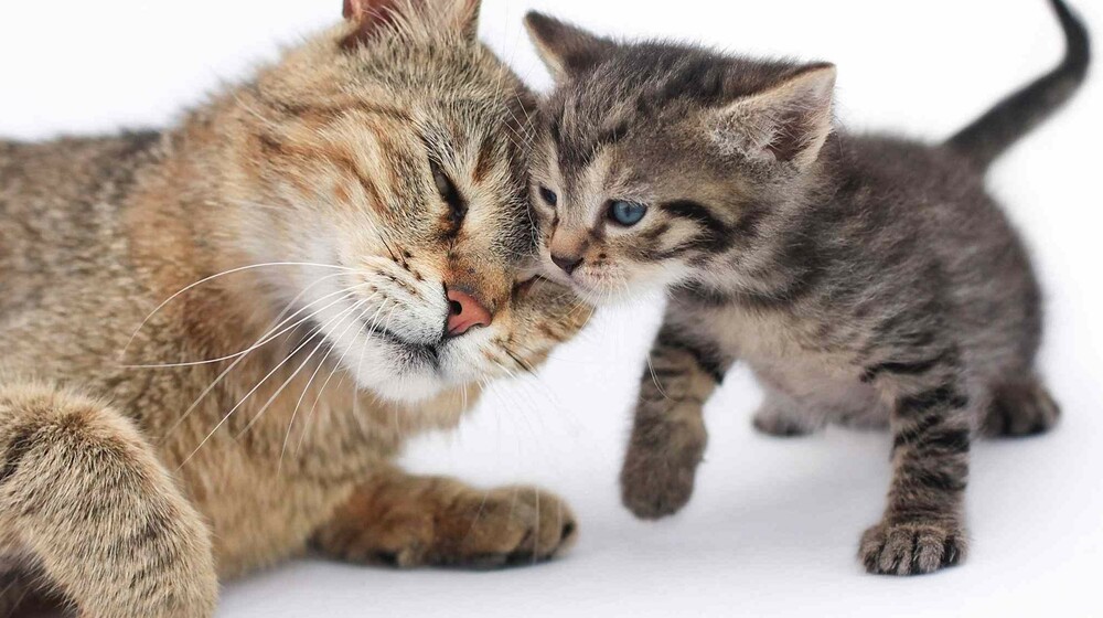 Мамам и не только