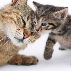 Мамам и не только