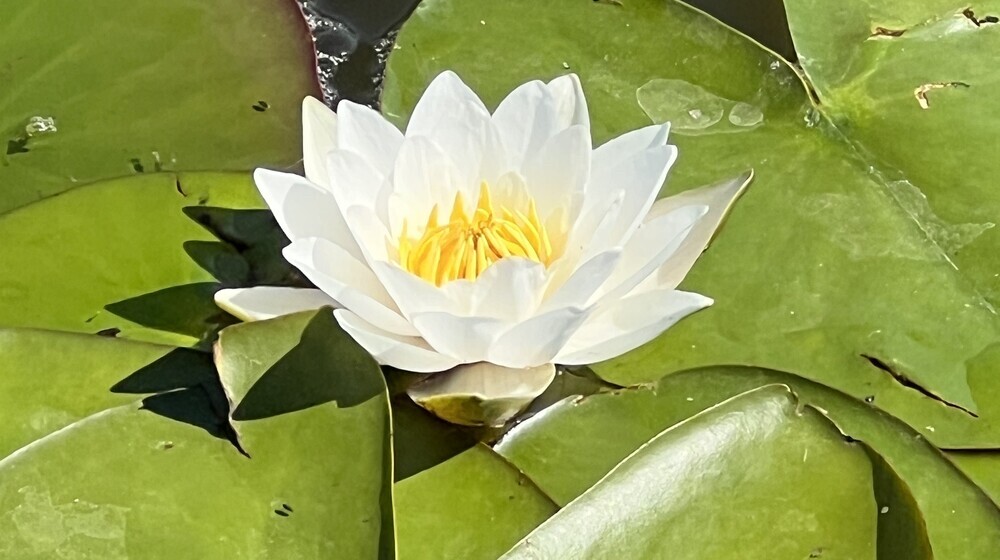 Китайская литература