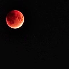 Дисгардиум