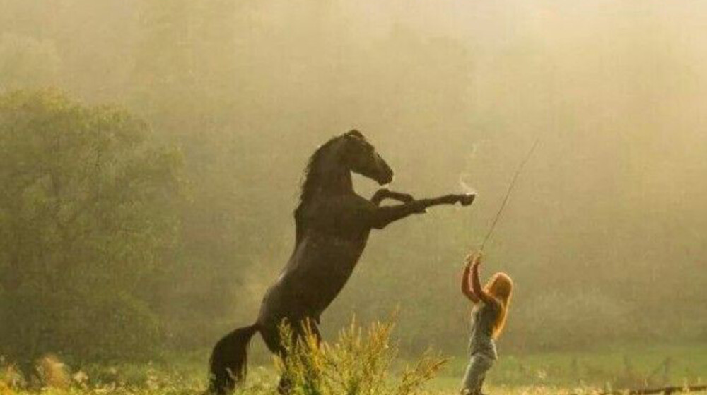 Школа верховой езды