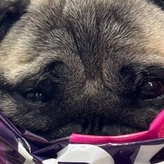 Полка историй 