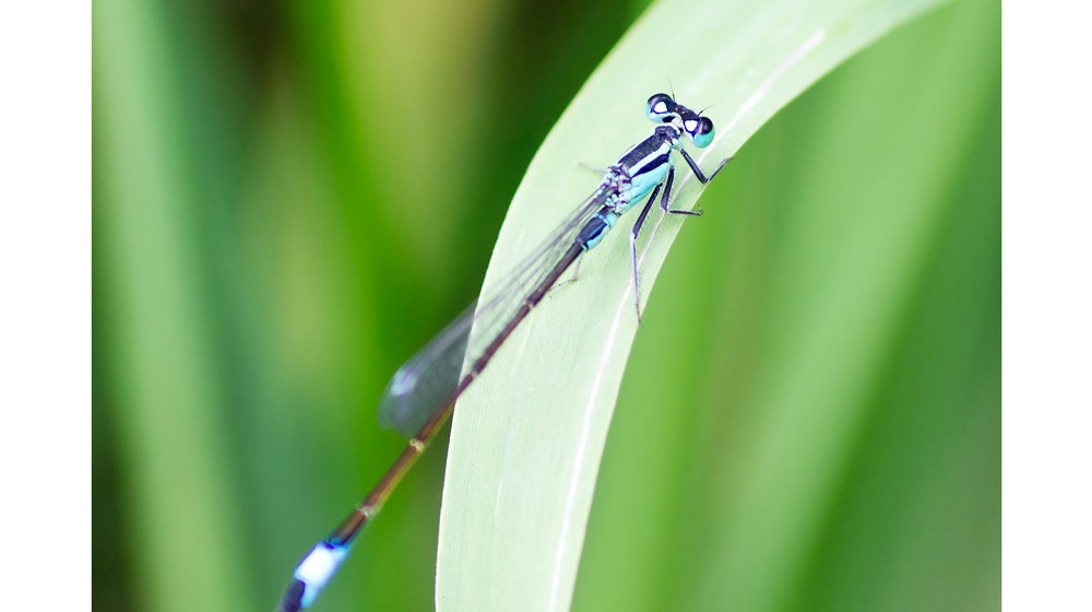 На английском языке