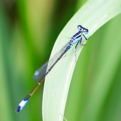 На английском языке