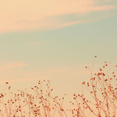 Сверхчувствительность