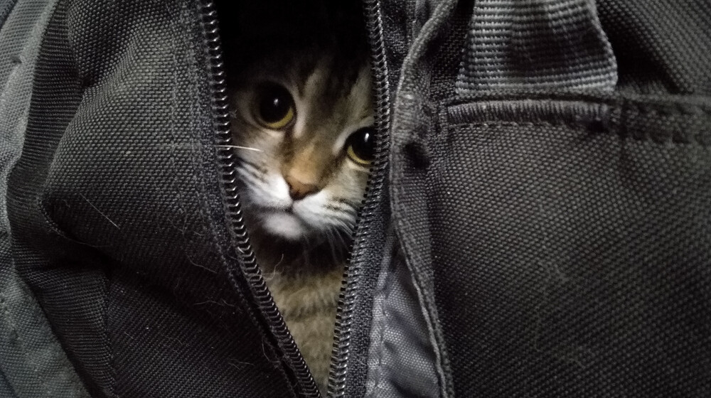 Премия Хьюго