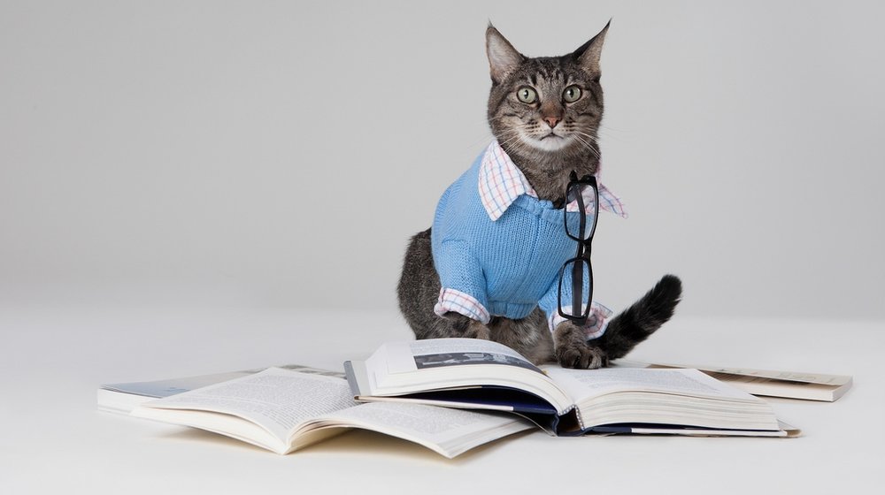 Профессия писатель