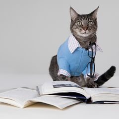 Профессия писатель