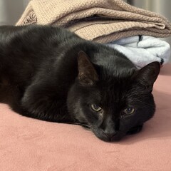 Библиотека Сивиллы