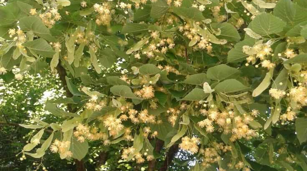 Итоговое и сочинение ЕГЭ