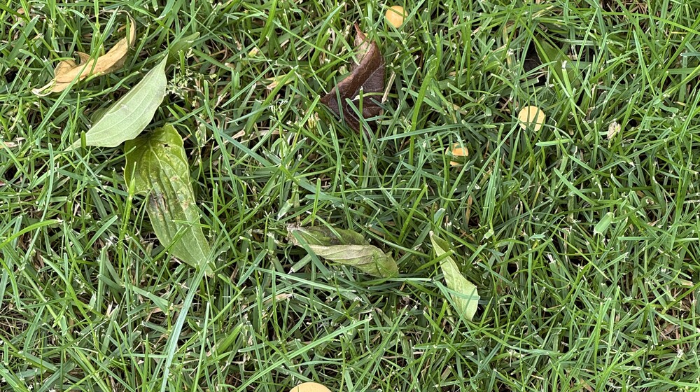 Мифы и истоии о мире хтони