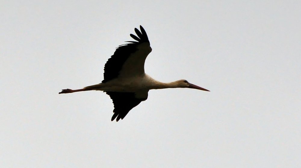 Реальный беллит