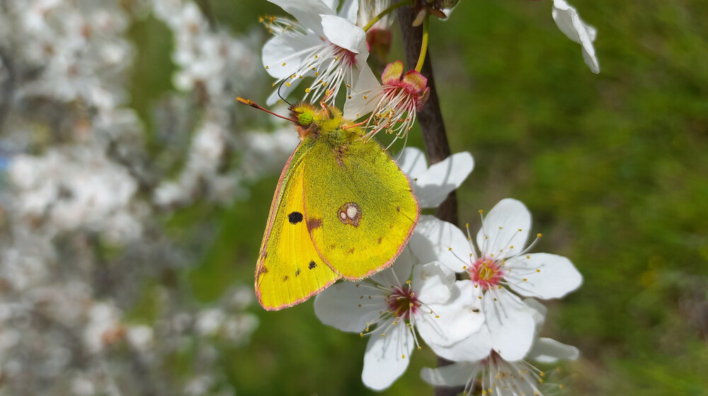 Женственность