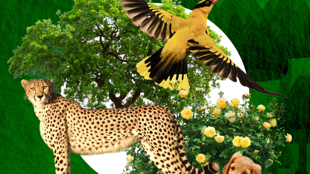 Наблюдения: природа