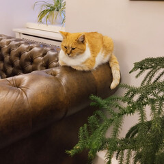 Зверский детектив