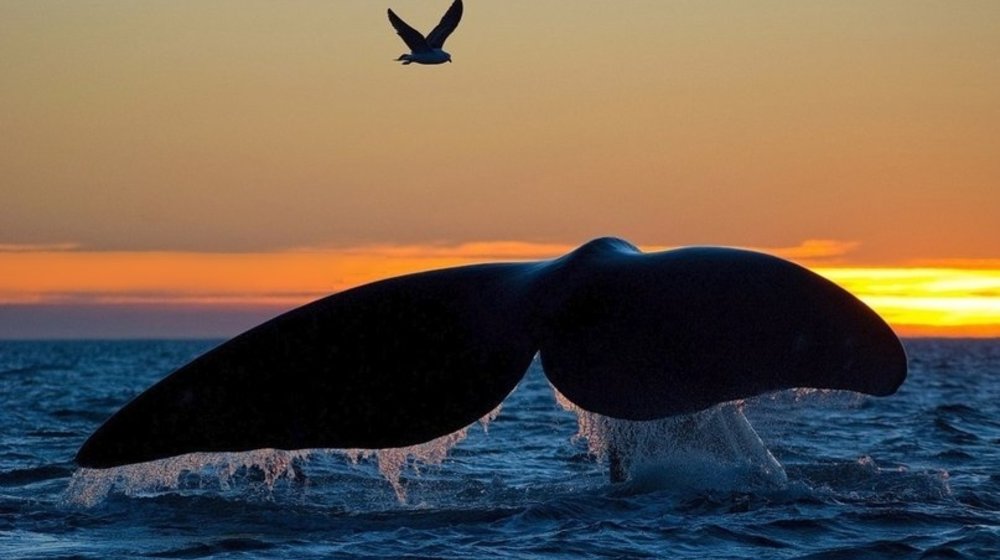 Физика ~ Астрономия