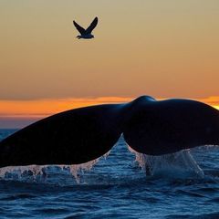 Физика ~ Астрономия