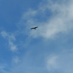 Саморазвитие