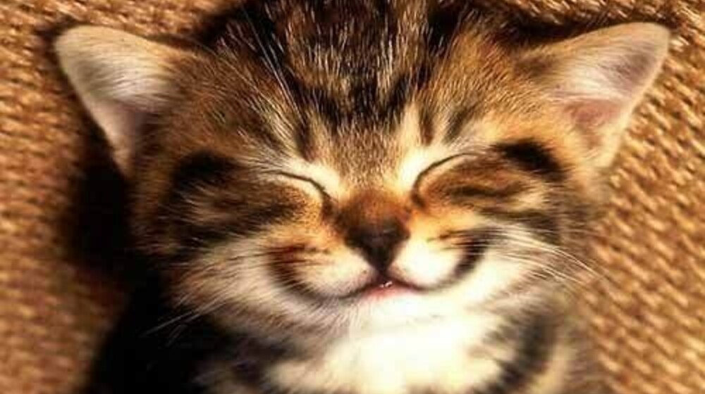 Рекомендую