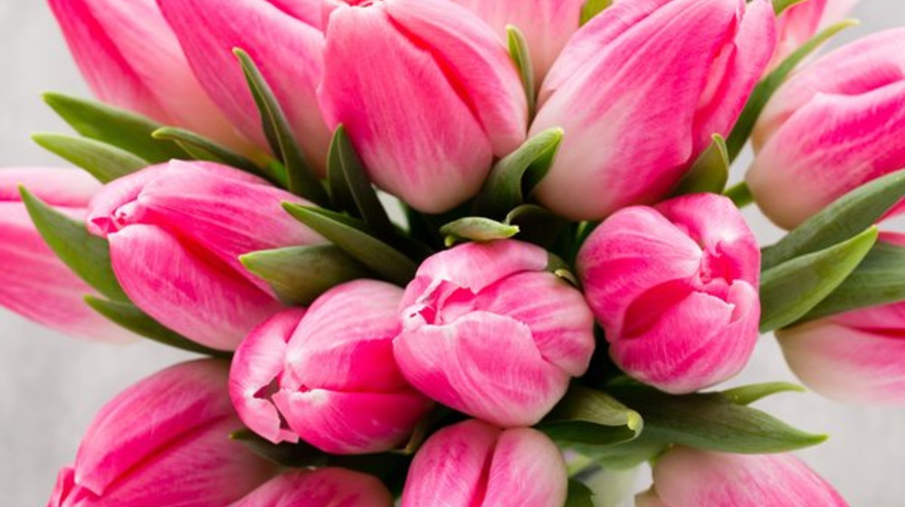 Зеленая серия надежды