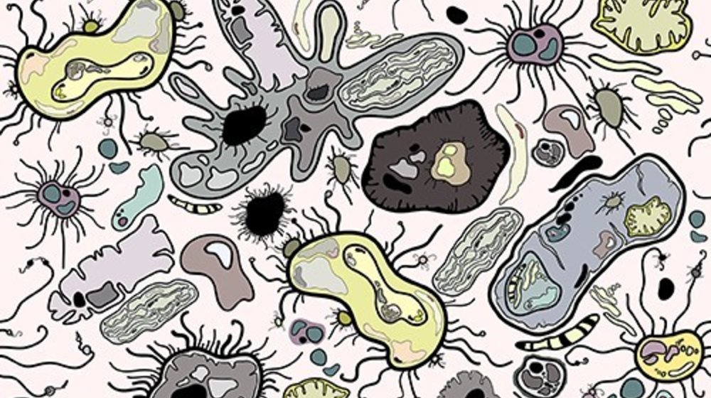 Микробиом человека