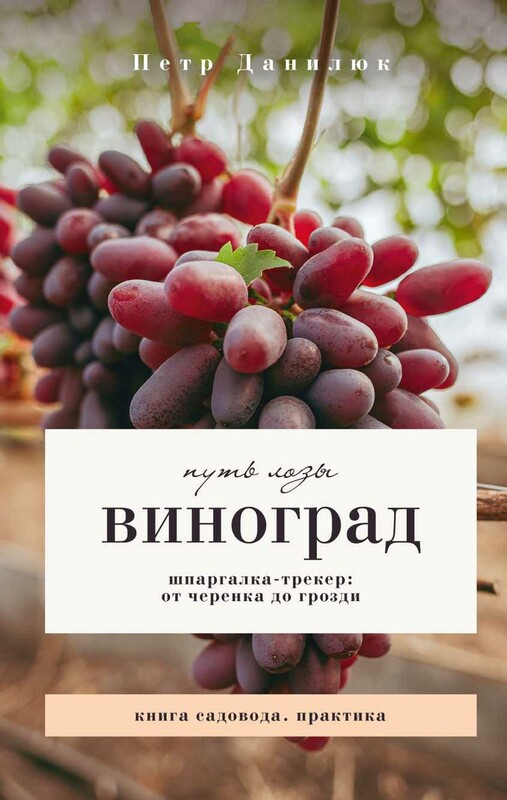Виноград. Путь лозы. Шпаргалка-трекер: от черенка до грозди