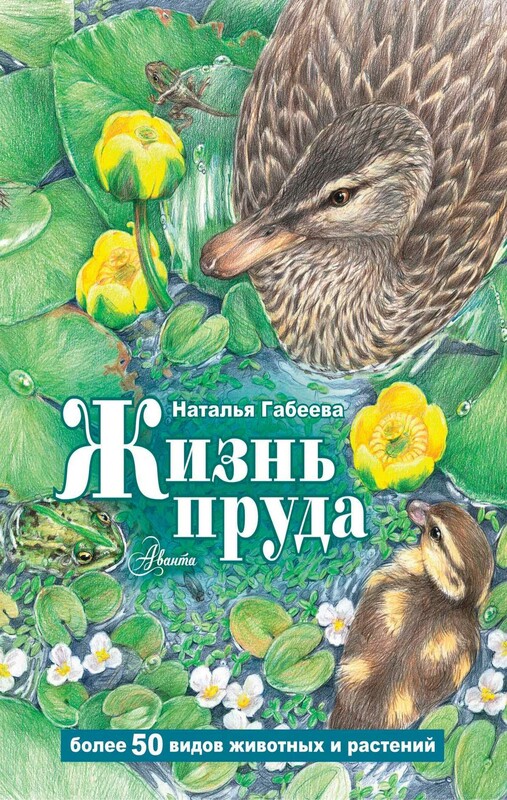 Жизнь пруда