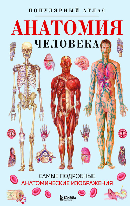 Анатомия человека. Популярный атлас. Самые подробные анатомические изображения, 