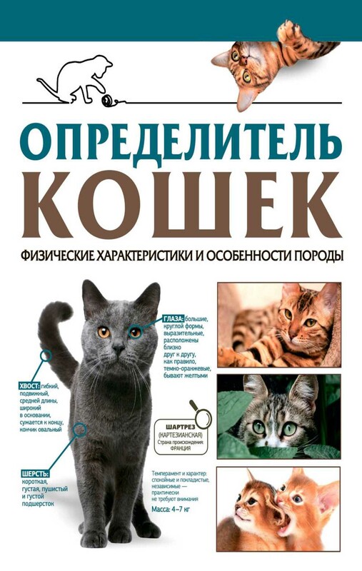 Определитель кошек. Физические характеристики и особенности породы