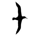 Даша Жилина