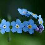 Гуля Михайлова