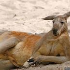 Злата Попелковская