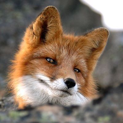 Лилия Лисовенко