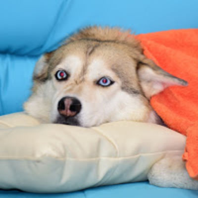 Елизавета Абдрахманова