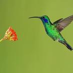 Gulnur Yessirkegenova