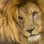 Кристина Селезнёва