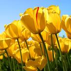 Айгуль Накипова