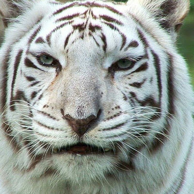 белый белый тигр