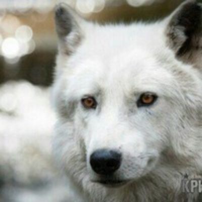 Ирина Редькина