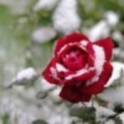 Рита Кирцхалия