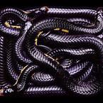 Заира Курбанова